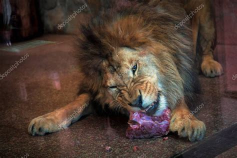 Contactless delivery and your first delivery is free! The lion eats meat — Stock Photo © photografspb #145610027