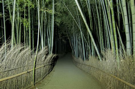 Arashiyama Bamboo Grove At Night