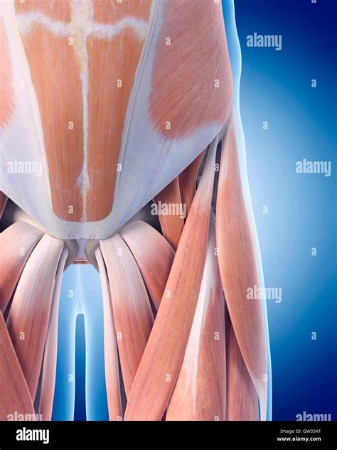 Human Pelvic Muscles Illustration Stock Photo Alamy