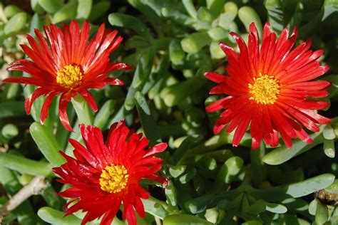 5 Cuttings Lampranthus Ice Plant Red Delosperma Groundcover Etsy