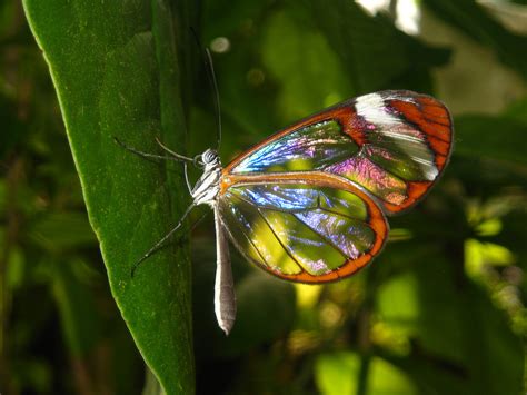 Save Our Beautiful Mother Nature Glass Winged Butterfly