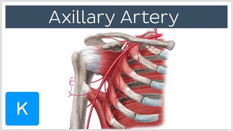 Axillary Artery Anatomy Anatomy Diagram Source