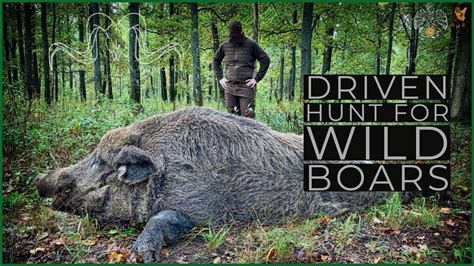 Driven Hunt For Wild Boars Geartester