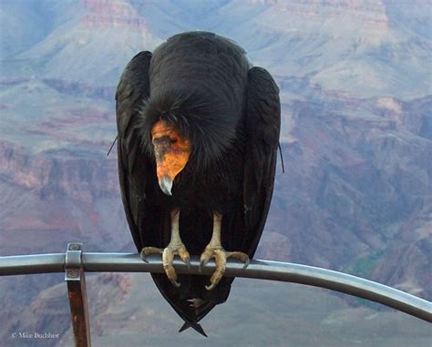 Condors At Grand Canyon Hit The Trail