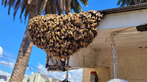 Live Bee Swarm Removal And Relocation Apa Bee Removal