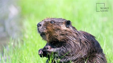 Interesting Facts About American Beaver By Weird Square Youtube