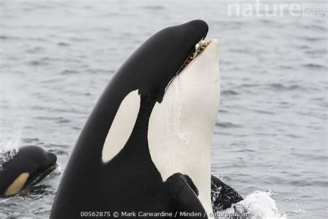 Stock Photo Of Orca Orcinus Orca Transient Spyhopping And Carrying