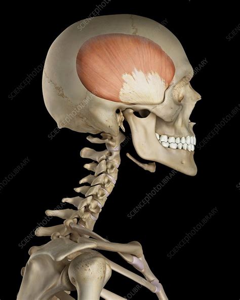 Human Skull Muscles Illustration Stock Image F0115625 Science