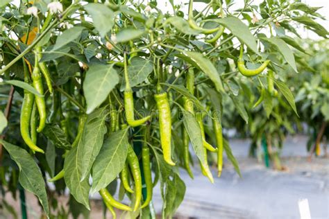 Green Chile Pepper On Plant In Field Stock Image Image Of Closeup