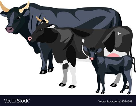 Cow Calf And Bull Isolated Royalty Free Vector Image