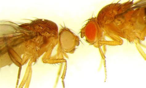 Whatever they are, they aren't welcome! Do Fruit Flies Hold the Key to AMD? | Women In Optometry