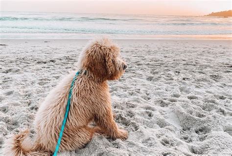 7 Dog Friendly Beaches To Take Your Pup To Cool Off This Summer This