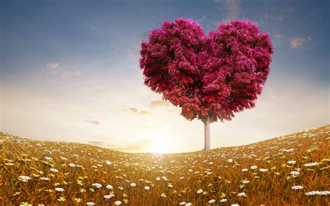 Love Heart Tree Fields Wallpapers | HD Wallpapers | ID #14324