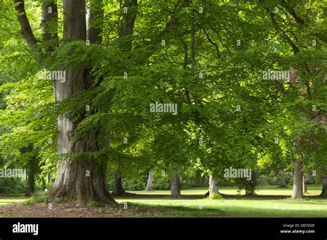 Fagus Sylvatica Hi Res Stock Photography And Images Alamy