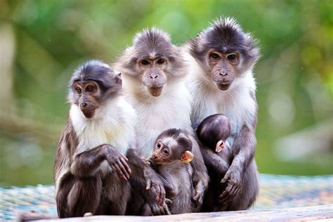 kid, Nature, Monkey Wallpapers HD / Desktop and Mobile Backgrounds