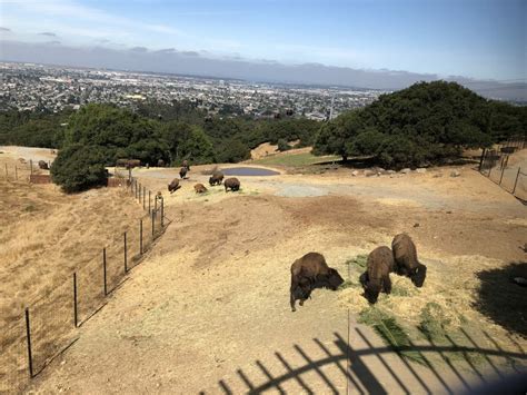 Oakland Zoos California Trail Opens Overaa Construction