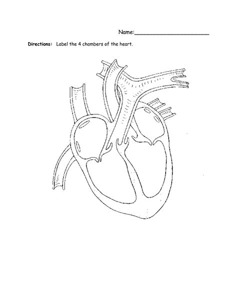 Structure Of The Heart Worksheets