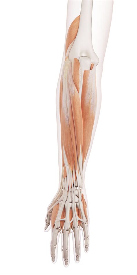 Muscle names can actually be used as a short cut to learn a muscle's location, shape and function. EXPAIN Relax Mini - Expain