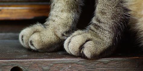 Declawing In Cats Why It Is Unacceptable International Cat Care