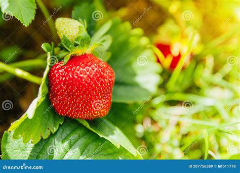 Industrial Cultivation Of Strawberries Plant Bush With Ripe Red Fruits