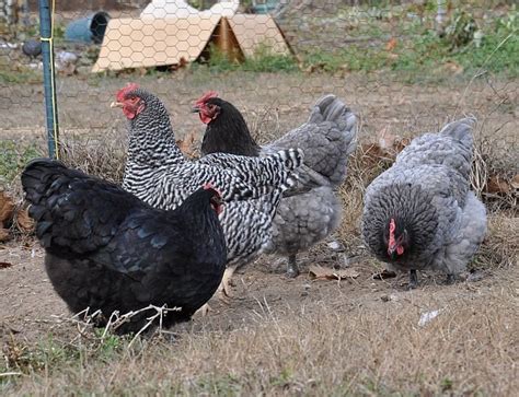 Maybe you would like to learn more about one of these? Blue plymouth rock eggs 12+ | BackYard Chickens