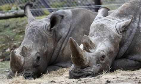 Poll Should Zoos Protect Rhinos By Removing Their Horns Focusing On