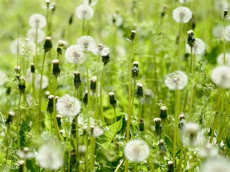Dandelions On Green Meadow Stock Image Image Of Nature 40811099