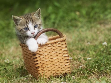 30 Cutest Photos Of Cats In Baskets Stuffmakesmehappy