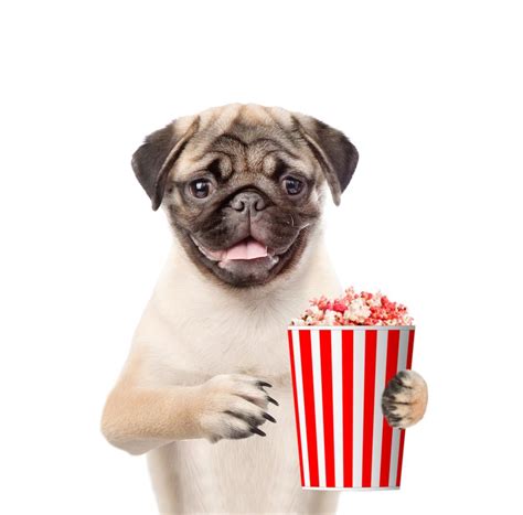 Can Dogs Eat Popcorn Salted And Buttered Dog Carion