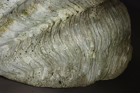 $65.00 framed sea fans #6153. Giant clam shell of large proportions in DECORATIVE