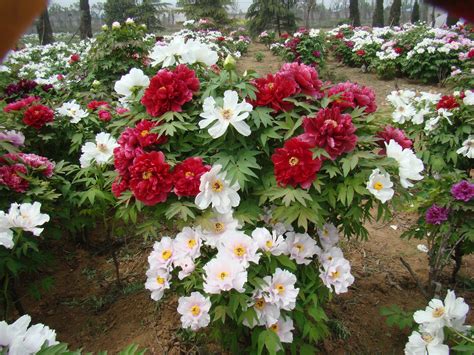 Although peonies require very little input once they have been. Canadian Peony Society: Combination Peonies