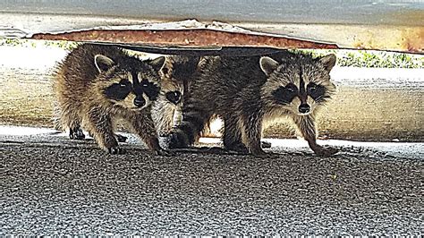 Rarely is a raccoon rabid when it is active during the daytime. Daytime Raccoons!!(Young babies) - YouTube
