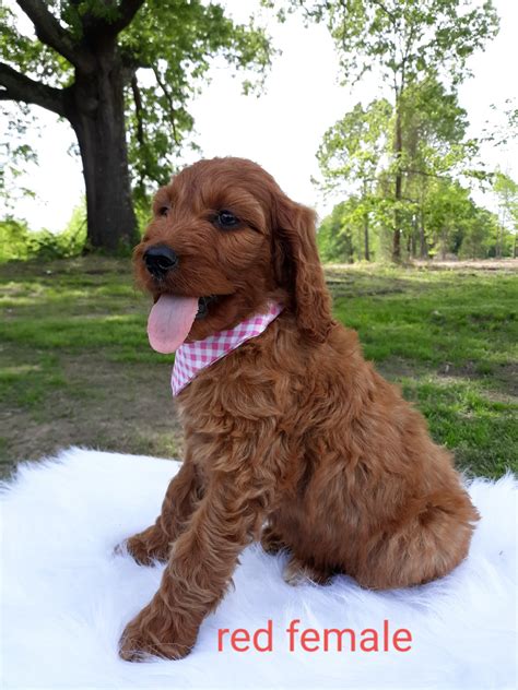 My name is zoey and i am a fabulous female irish doodle! Goldendoodle Puppies For Sale | Mount Pleasant, TX #297033
