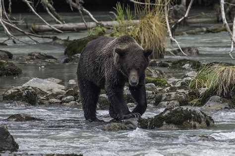 10 Things You Didnt Know About Alaska Outdoors With Bear Grylls