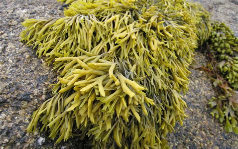 Seaweed For Horses Miracle Supplement Or Massive Con
