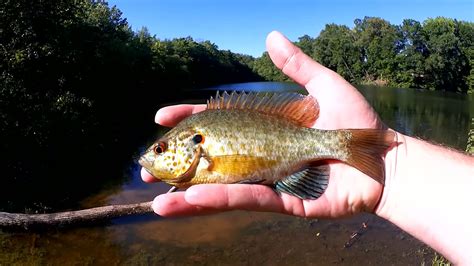 Summer Bass Fishing From the Bank & Bank Fishing for Bluegill With a