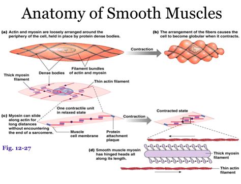 Although smooth muscle is located in many different parts of your body, this session focuses on the smooth muscle that is located in the intestine. Test 3 - Biology 3730 with Schoech/freeman at University ...