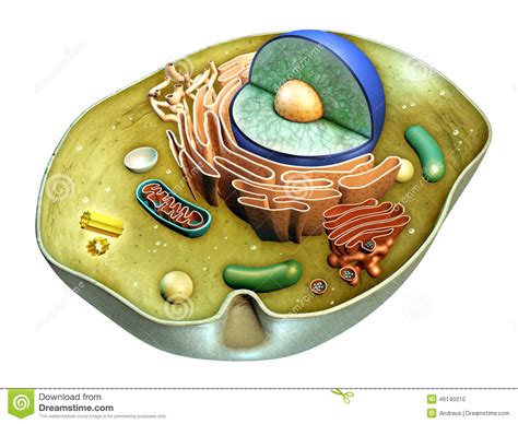 Cell Structure Stock Illustration Image Of Biology Chromatin 46140310