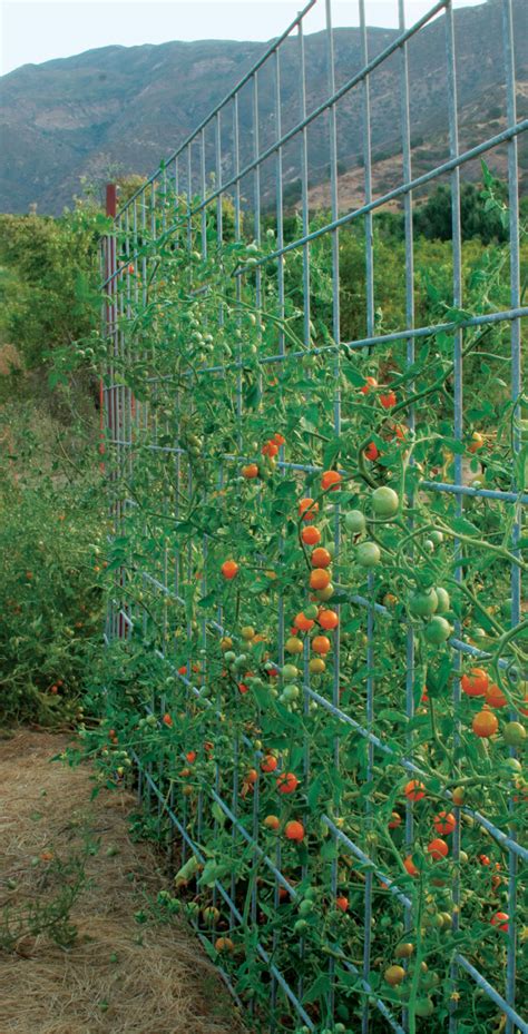 Tomato Trellis Material Garden Plant