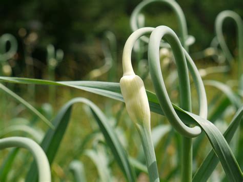 First, unless you're mulching a path where no plants are growing, never add more than 2 or 3 inches of mulching materials at any one time. Garlic Scapes: Should You Cut Them … Or Leave Them? - Off ...
