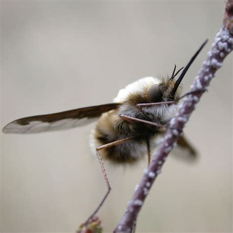 Large Bee Fly Photos Of Insects