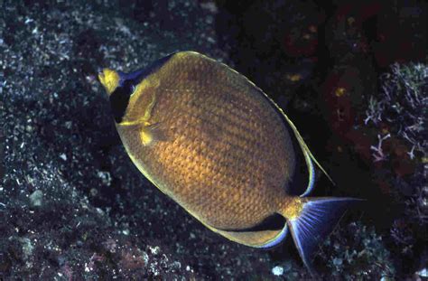 Bali Small Fish