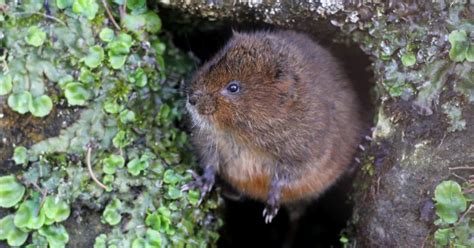 Water Voles Now Thriving After Being Reintroduced To The River Beane Last Summer Hertslive