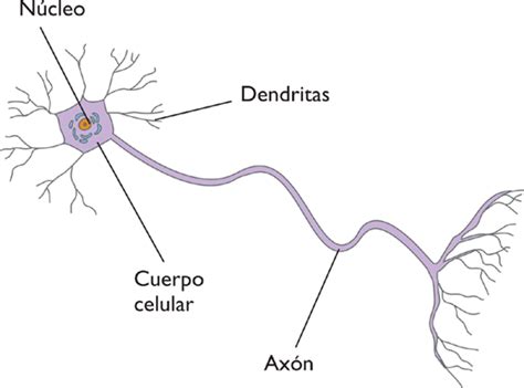 La Neurona Clasificación De Las Neuronas