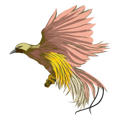 Gambar Ilustrasi Surga Burung, Burung Cendrawasih, Jenis, Alam PNG dan
