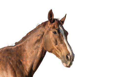 Horse Head Cut Out Free Photo On Pixabay