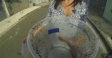 Brazilian Town Fighting Zika Mosquitoes With More Mosquitoes Cbs News