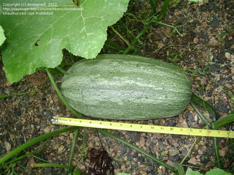Apr 25, 2021 · it just makes sense to reduce the load of what the roots and vines need to feed, so we went on to prune our winter squash plants too, and they look much cleaner and happier for the effort. PlantFiles Pictures: Butternut Squash, Winter Squash ...