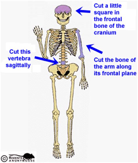 Two Types Of Bone Tissue - slideshare