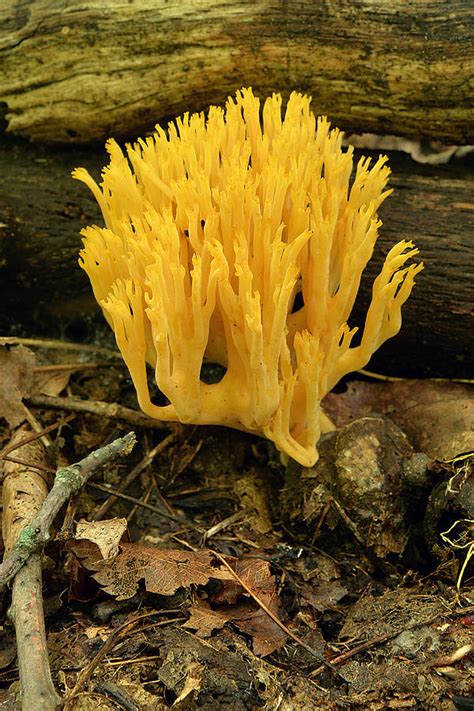 Yellow Tipped Coral Mushroom Photograph By Alan Lenk Pixels